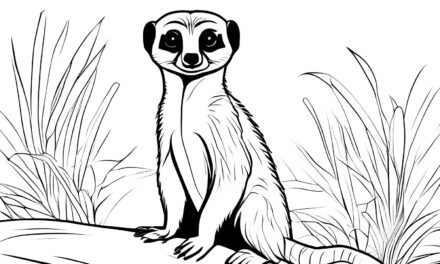 Meerkat looks at you