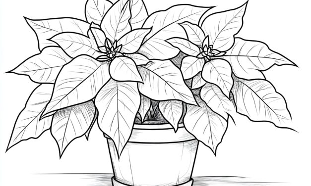 Poinsettia