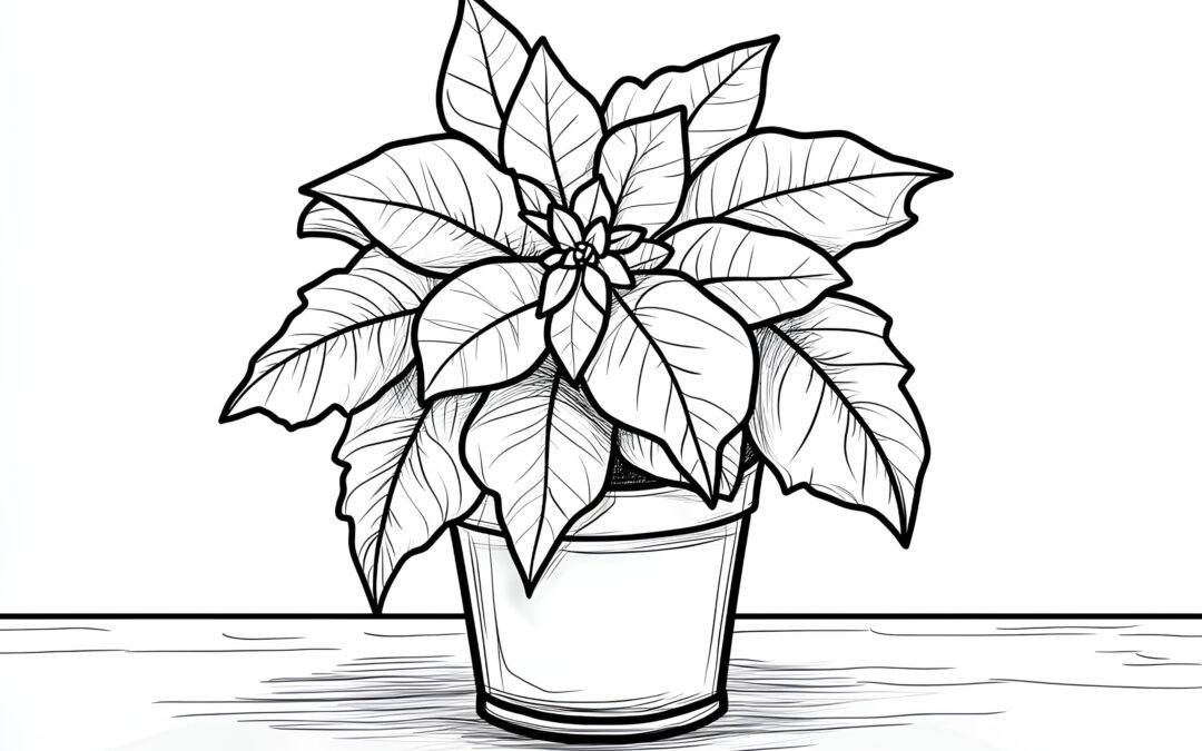 Poinsettia 2