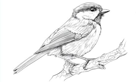 Kohlmeise Ausmalbild